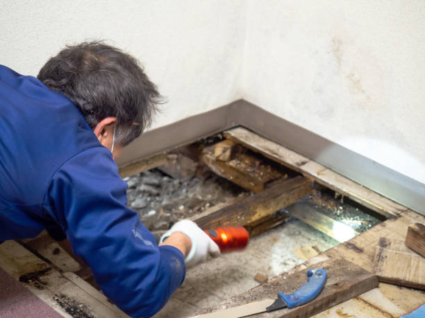 Best Attic Mold Removal  in Nowthen, MN