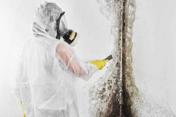 Mold Testing and Removal in Nowthen, MN
