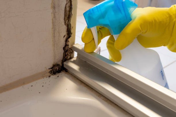 Best Residential Mold Removal  in Nowthen, MN