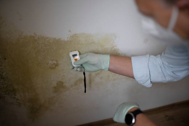 Best Commercial Mold Removal  in Nowthen, MN