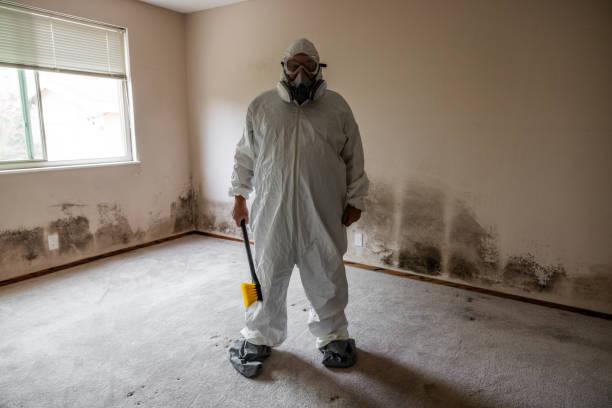 Best Black Mold Removal  in Nowthen, MN