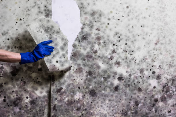 Mold Removal Process in Nowthen, MN