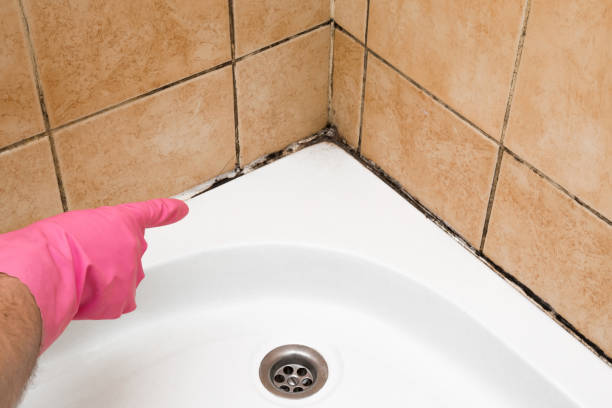 Best Fast Mold Removal  in Nowthen, MN