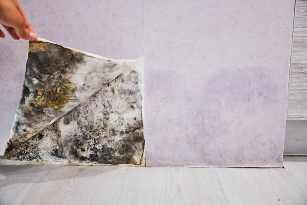 Best Professional Mold Removal  in Nowthen, MN